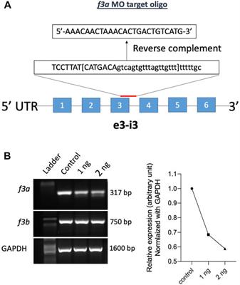 Coagulation Factor IIIa (f3a) Knockdown in Zebrafish Leads to Defective Angiogenesis and Mild Bleeding Phenotype